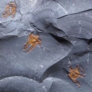 0.4kg Starfish Ophiura sp. Fossil Morocco Ordovician 3 - Picture 1 of 9
