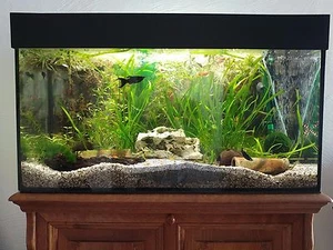 Aquarium 112l Abdeckung, LED, Heizung, Filterpumpe, Sprudler, Pflanzen - Bild 1 von 12