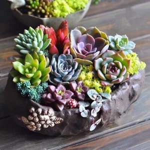Planta suculenta de silicona 3D fondant chocolate sugarcraft montículo hágalo usted mismo resina de arcilla - Imagen 1 de 7