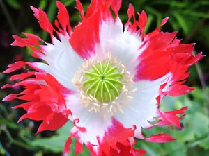 Mohn - Schlafmohn - Danish Flag - 25+ Samen - ATEMBERAUBEND! Z 024 - Bild 1 von 1