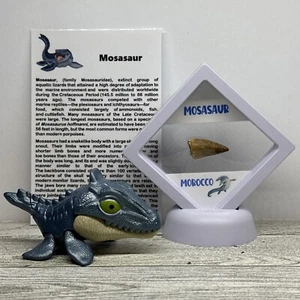 Mosasaurier ausgestorben Dinosaurier Alter Marine Reptil Zahn Fossil im Etui mit Spielzeug - Bild 1 von 14