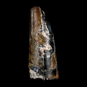 2.3" Sarcosuchus Imperator Crocodile Fossil Tooth Elrhaz FM Cretaceous Niger COA - Picture 1 of 9