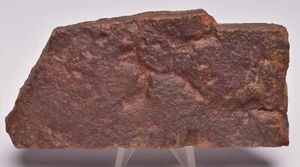 HORODISQUIA Mesoproterozoico 1.4 B.Y.O, FÓSIL AUSTRALIANO F316 - Imagen 1 de 4