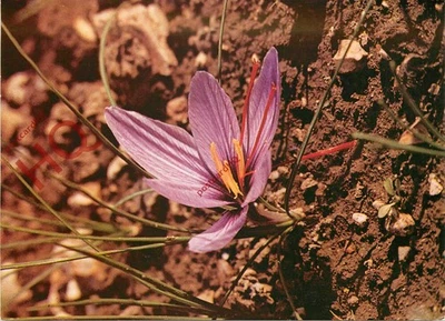 Ansichtskarte ~ Blume, Safran Krokus (Crocus sativus) Safran Walden Museum - Bild 1 von 2