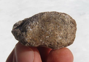 DINOSAUR BONE DINOSAUR RIDGE JEFFERSON COUNTY MORRISON COLORADO - Picture 1 of 7