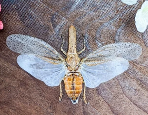 Zanna tapira Lanternfly preserved specimen Taxidermy Entomology curiosity craft - Picture 1 of 5
