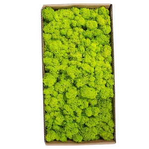 Preserved Moss Gardenning Art Wall Decor Moss Bulk Micro Landscape Decorat 5 - Picture 1 of 10