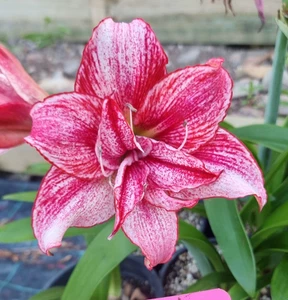 Double Hippeastrum 'Speckles' 12 Month Old Offset. Rarely Offered. - Picture 1 of 1
