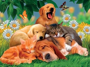3D Picture Art Katzen & Hunde & Gänseblümchen mit Schmetterlingen Gr. 39x29 cm ca NEU - Bild 1 von 1