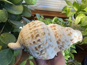 Large Shankh Conch Shell 10”x 6”x 6” - Picture 1 of 8