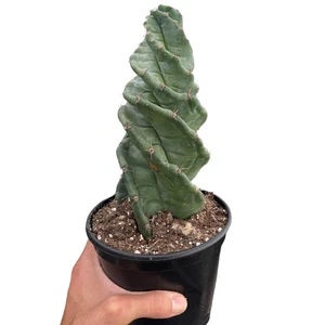 Cereus forbesii 'Spiralis' - Imagen 1 de 4