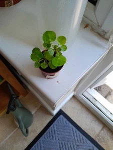 Baby Coin Plants - Picture 1 of 1