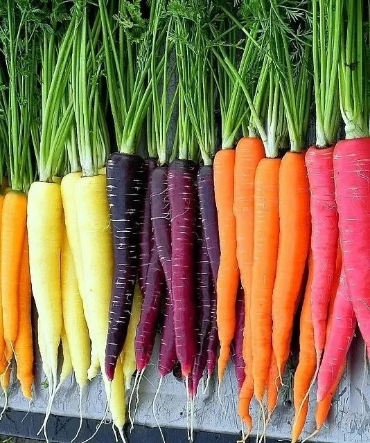 Rainbow Blend Carrot Seeds Mi, NON-GMO, ORGANIC, HEIRLOOM - Free Shipping! - Image 1 of 1