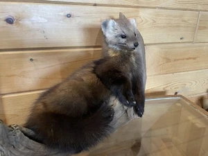 Pine Marten Alaskan Life Size Taxidermy Mount - Picture 1 of 5