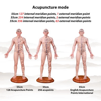 Acupuntura Modelo 21.65" Muñeca Silicona Punto Acupuntura Aprendizaje Medicina China Foto 1 de 4