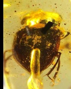 Burmese fossil burmite Cretaceous amber beetle insect fossil amber Myanmar - Picture 1 of 8
