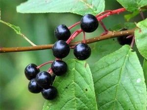 Gewöhnliche Vogelkirsche - Prunus padus - 100+ Samen - Samen - Samen - G 096 - Bild 1 von 2