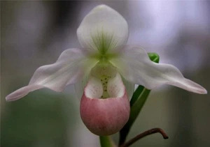 ORCHID - Phragmipedium Sedenii 'Nicky' - SHOWY! - Picture 1 of 1