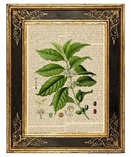 Coffee Beans & Plant Art Print on Vintage Book Page Java Home Kitchen Decor Gift