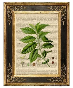 Granos de café y plantas estampados artísticos en página de libro vintage Java decoración de cocina para el hogar regalo - Imagen 1 de 3