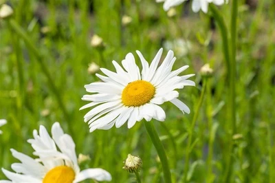 Leucanthemum vulgare 'Maikönigin', Margerite, weiß, ca. 9x9 cm Topf - Bild 1 von 4