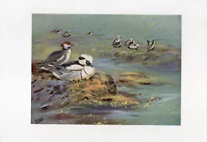 Pato Mew - 1958 Hermoso Vintage Estampado de Pájaro por G.E.Lodge Gran Regalo - Imagen 1 de 1