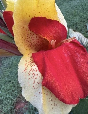 2 луковицы корневища лилии Cleopatra Canna «Красные и желтые цветы» редкие - Изображение 1 из 4