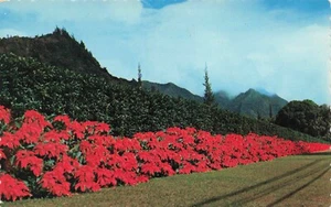 Poinsettias along Nuuanu Avenue, Honolulu, Hawaii Vintage PC Posted 1979 - Picture 1 of 2