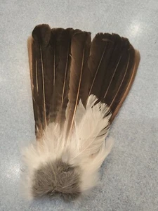 X Eurasian Jay Bird Full Tail Feathers JB16 - Picture 1 of 2