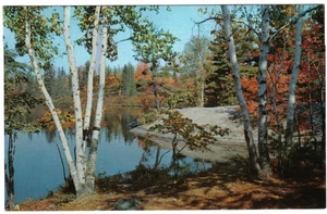 Ontario Postkarte Cloyne Herbstbirken am See - Bild 1 von 2