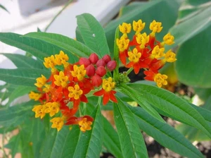 Asclepias Curassavica - 10 Seeds - Scarlet Milkweed Bloodflower - Picture 1 of 1
