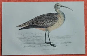 ESQUIMAUX CURLEW Eskimo-Brachvogel Lithographie 1860 F. O. Morris Vögel - Picture 1 of 1