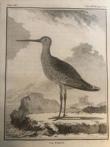 Chasse, Ornithologie 1780 Buffon. Bécasse des Marais - Picture 1 of 4