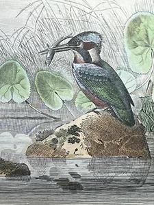 Gravur XIX 1848 Naturgeschichte / Vögel - BUFFON / Ed TRAVIES / OFEN - Bild 1 von 3