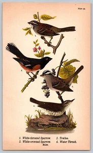 Impression artistique moineau couronné gorge blanche Warren's Birds Pennsylvanie 1890 - Photo 1/2