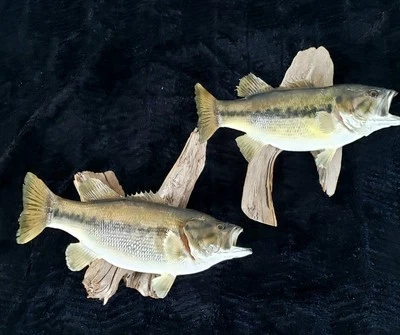 2 Vintage Largemouth Bass Real Skin Wall Mount Taxidermy Driftwood Cabin Decor  - Image 1 of 4