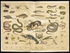 Rare 1853ca - Hanky I Heart Animal Pest - Plank Encyclopedic, School Poster - Picture 1 of 1