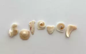 Natural Letter Shaped FOREVER beach shell fragment seashell craft pebble art US - Picture 1 of 11