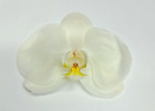 Vy002--White Phalaeopsis Orchid Preserved 1 Pcs**Dry Orchid