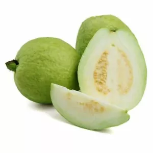 300 White Guava Seeds Psidium guajava Seed Organic Fruit - Picture 1 of 7