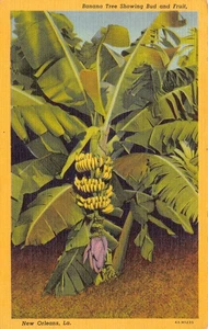 Vintage 50er Jahre Bananenbaum Postkarte New Orleans LA Leinenkunst - Bild 1 von 2