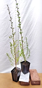 Tamarack Eastern Larch Tree in Small Nursery Pot. Pre Bonsai or Landscaping - Picture 1 of 11