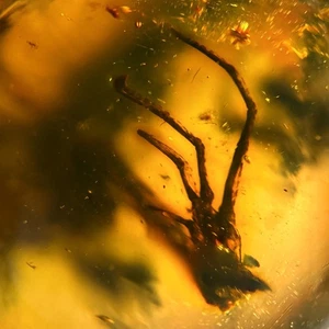 LIZARD BONES in Burmese / Burmite amber fossil / 100% genuine amber - Picture 1 of 5