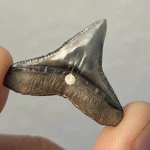 Golden Beach Bull Shark Tooth Fossil Venice FL .9” - Picture 1 of 2