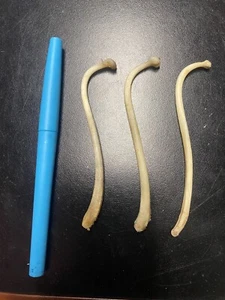 COON DICK for 1 Raccoon Baculum REAL Authentic Tooth Pick /Moonshine - Picture 1 of 4