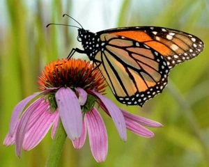 Monarca cono púrpura. Impresión fotográfica de una mariposa monarca en púrpura 8"x10" - Imagen 1 de 2