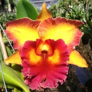 Cattleya Rlc. Chomthong Fancy, Blooming Size, Strong Fragrance, Orchid plant - Picture 1 of 6