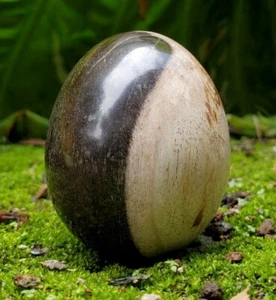 145gr PETRIFIED WOOD Egg Stone Reiki Healing Energy Decoration - Picture 1 of 6