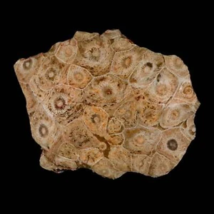 4.1" Polished Hexagonaria Coral Fossil Devonian Age 350 Million Yrs Old Morocco - Picture 1 of 5