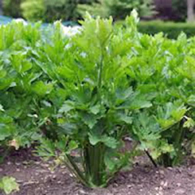 CELERY SEED, UTAH TALL, 25+ SEEDS, HEIRLOOM, NON GMO, CELERY SEEDS - Image 1 of 4
